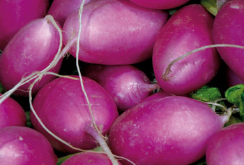 Radies -  Raphanus sativus var. sativus