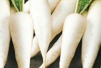 Rettich - Raphanus sativus var. niger