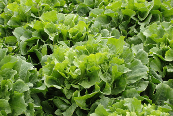 Endivien - Cichorium endivia
