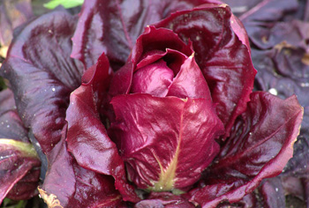 Radicchio - Cichorium intybus