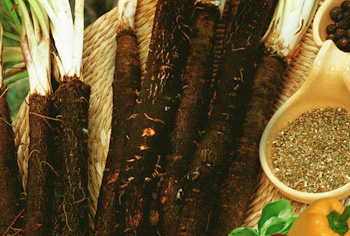 Schwarzwurzeln - Scorzonera hispanica