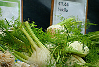 Fenchel - Foeniculum