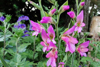 Gladiolus - Wildgladiole
