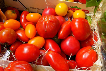 Tomaten - Solanum lycopersicum