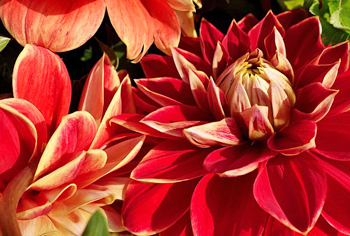 Riesenblumige Dahlien