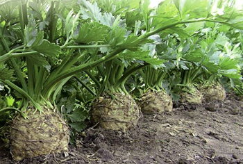 Sellerie - Apium graveolens
