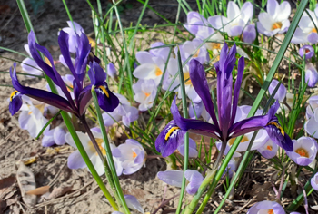 Iris
