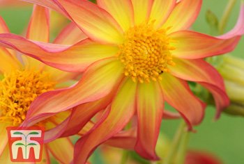 Dahlia bis Gypsophila