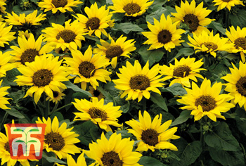 Helianthus