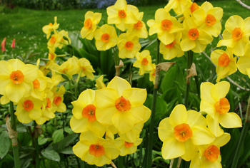Narcissus - Narzissen