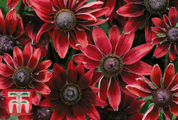 Ratibida bis Rudbeckia