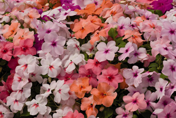 Impatiens