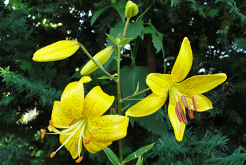 Lilium - Lilie