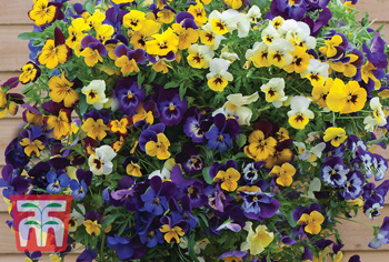 Viola