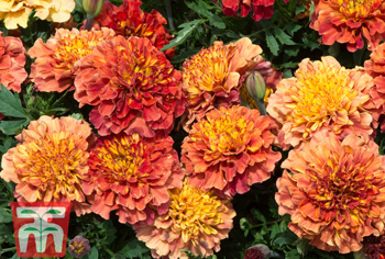 Studentenblumen