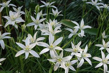 Ornithogalum - Milchstern