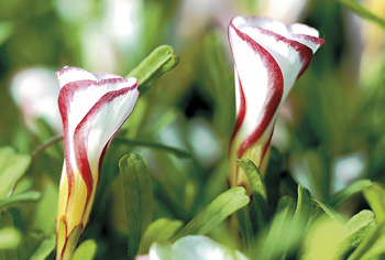 Oxalis - Sauerklee