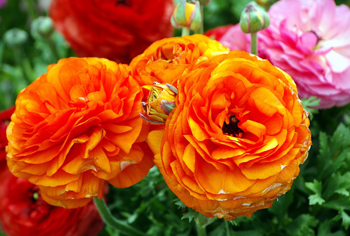 Ranunculus - Gartenranunkeln