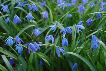 Scilla - Blausternchen
