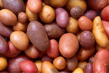 Pflanzkartoffeln