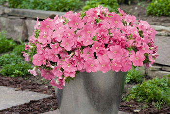 Petunia
