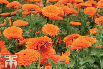 Ringelblumen