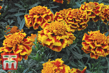 Tagetes