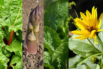 Rhabarber, Spargel, Meerrettich, Topinambur