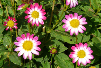 Baby-Dahlien