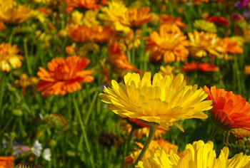 Bio-Blumensamen