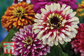 Zinnia