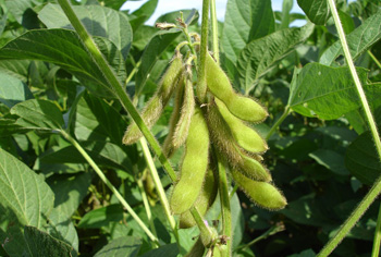 Bohnen / Sojabohnen - Glycine max