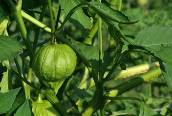 Tomatillo - Physalis ixocarpa