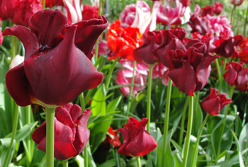 Coronet Tulpen