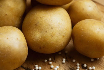 Kartoffelsamen - Solanum tuberosum