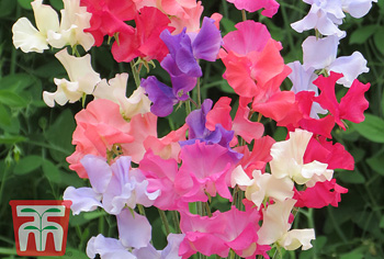 Lathyrus