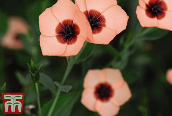 Lavandula bis Lychnis