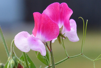 Neuheiten 2026 - Blumen