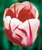 Einfachblhende spte Tulpe Sorbet