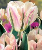 Tulipa viridiflora China Town