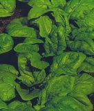 Spinat "Monnopa" - Spinacia oleracea