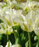 Tulipa viridiflora Spring Green