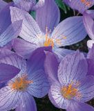 Crocus speciosus "Aitchinsonii" - Pracht-Herbstkrokus