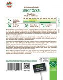 Liebstock, Liebstckel - Levisticum officinalis