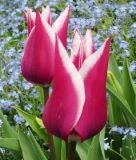 Lilienbltige Tulpe Claudia