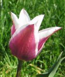 Lilienbltige Tulpe Claudia