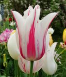 Lilienbltige Tulpe Marilyn