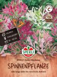 Cleome spinosa "SPERLI