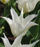 Lilienbltige Tulpe White Triumphator