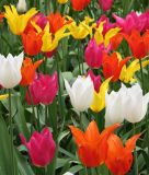Lilienbltige Tulpe Lilienbltige Mischung